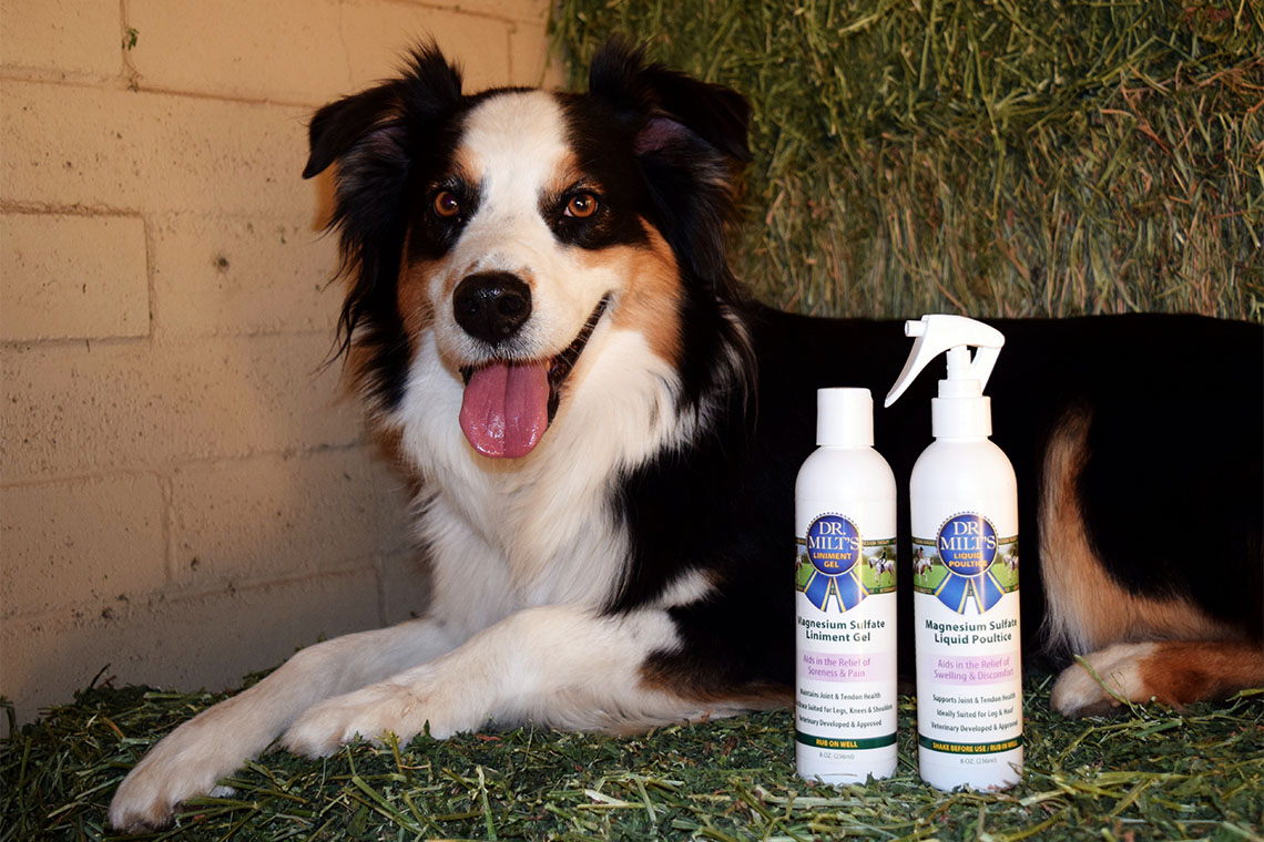 Dog with Dr. Milt's Spray Poultice and Liniment Gel